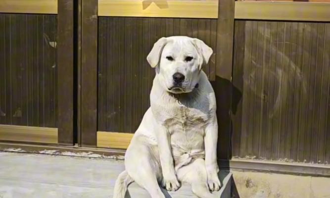 拉布拉多多久成年？完整成长阶段时间表解析