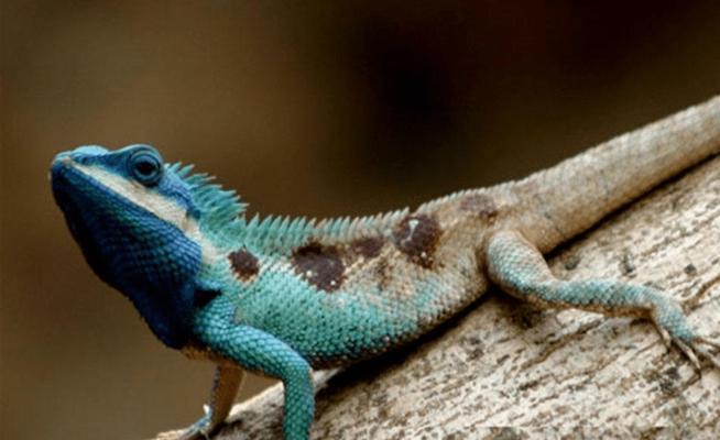 安哥拉猫的神秘魅力：长毛猫种特点习性全面解析