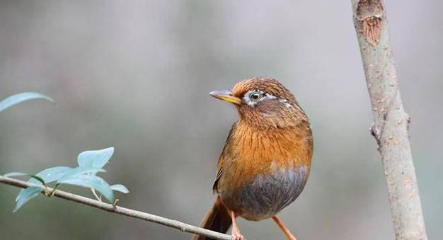 快速养熟画眉鸟的15个有效方法