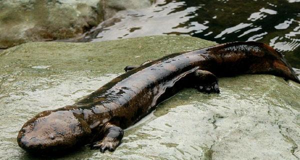 娃娃鱼饲养全攻略：水质温度饲料管理技巧详解
