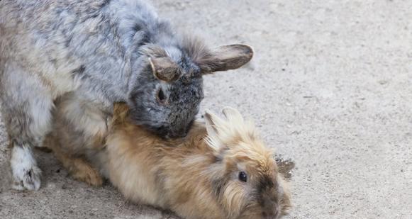 兔子流产后配种间隔时间及注意事项详解