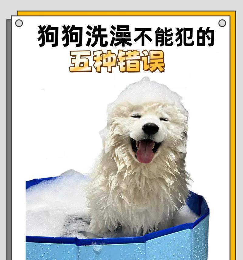宠物狗生小狗多久后能洗澡？新手养狗必知护理指南