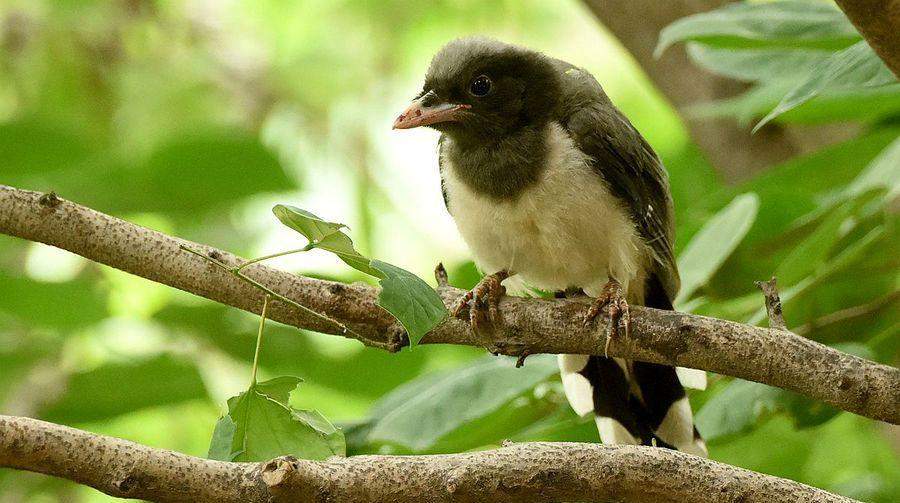红剑鱼喂养频率如何科学把控，实现健康成长