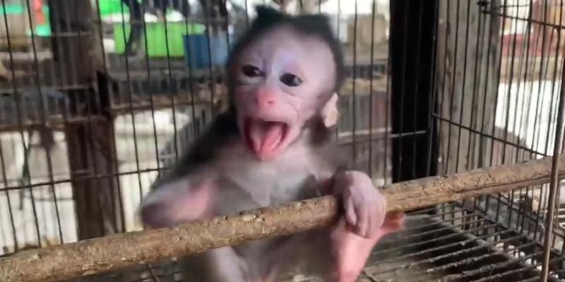 宠物猴子品种大全：15种常见宠物猴特点及饲养指南