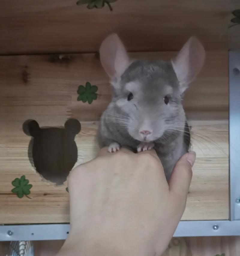 龙猫多久睁眼？新生龙猫眼睛发育过程详解