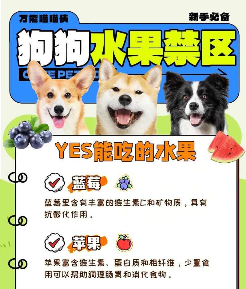 阿比西尼亚猫能吃哪些水果？安全水果清单及喂食注意事项