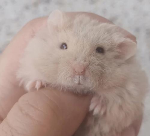 一线仓鼠品种特点与饲养指南：了解这些可爱宠物的生活习性