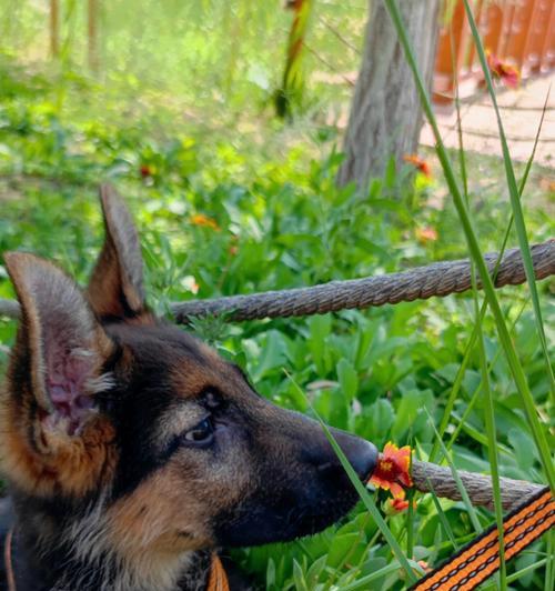 德国牧羊犬配种后下奶时间及影响因素全解析