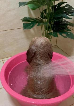 泰迪洗澡频率多久一次合适，水温选择和护理步骤全攻略