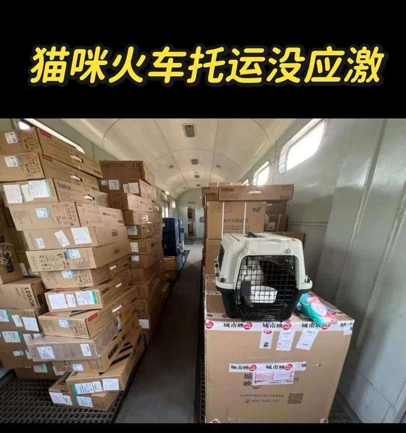 猫咪出行完全指南：安全舒适的长途旅行技巧