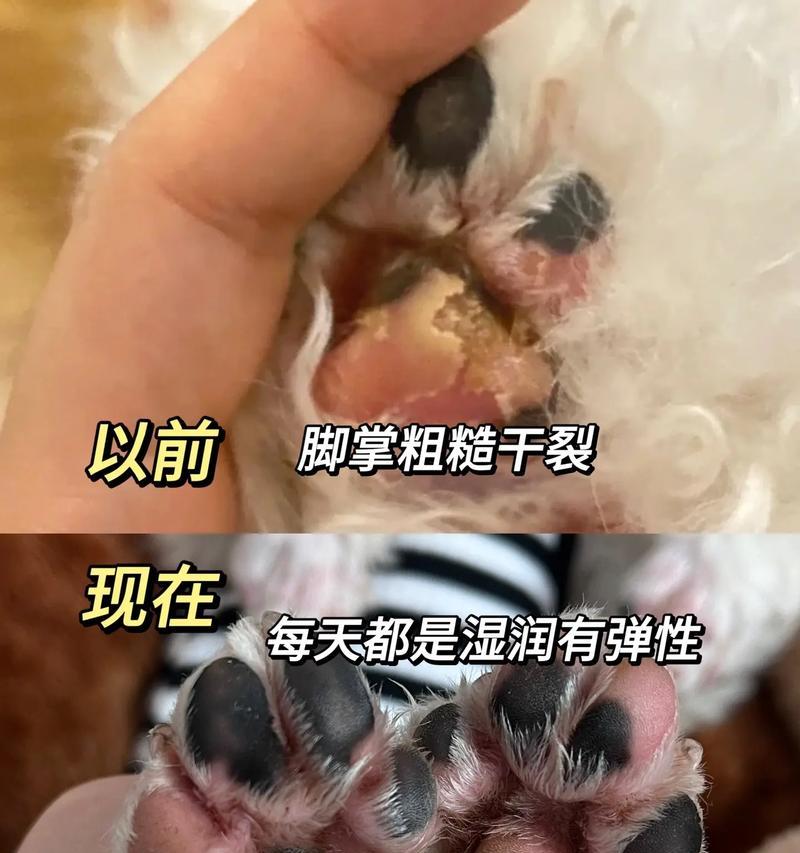 狗脚垫受伤多久能康复？影响恢复时间的关键因素解析