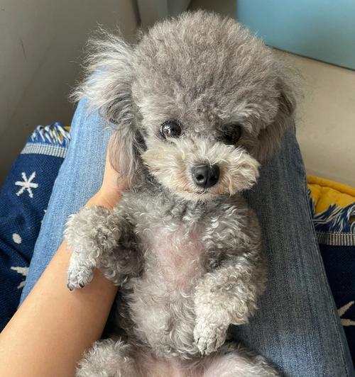 泰迪犬配种全攻略：交配时机选择与繁殖管理技术