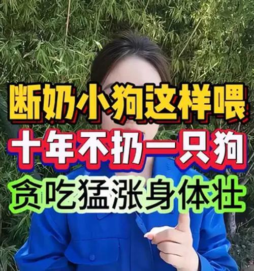 小狗断奶时间选择及注意事项详解，助力幼犬健康成长
