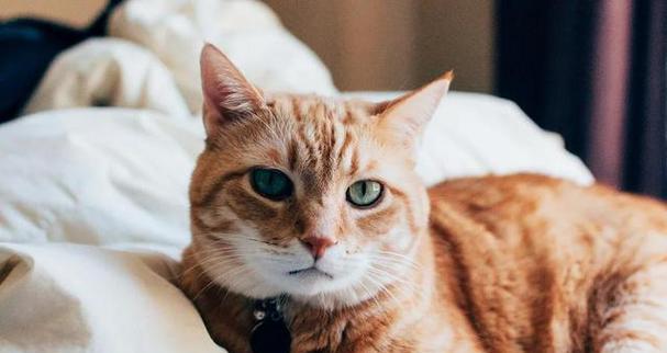 猫咪厚毛却怕冷的原因解析 毛发结构与寒冷感知机制揭秘