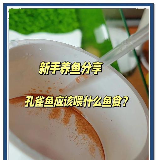 小凤尾鱼喂食频率与时间间隔完全指南，每日3-4次科学投喂