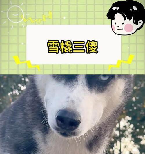 雪橇三大傻萨摩耶哈士奇阿拉斯加雪橇犬的魅力解析