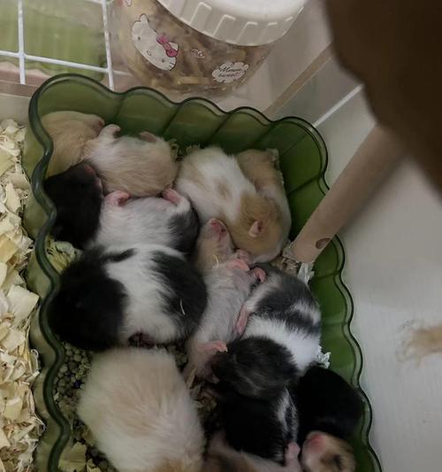 母仓鼠怀孕症状识别与护理指南：从初期到分娩全程关注