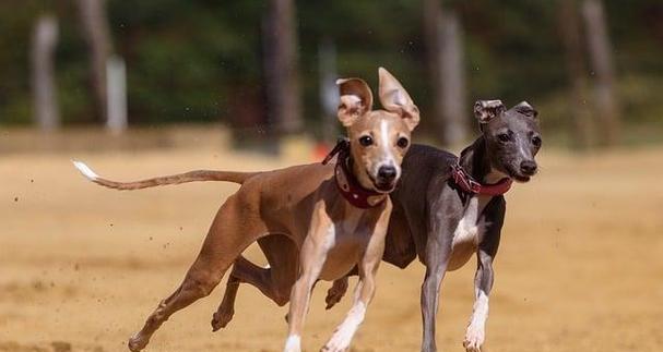 速度与温柔并存的完美家养宠物灵缇犬