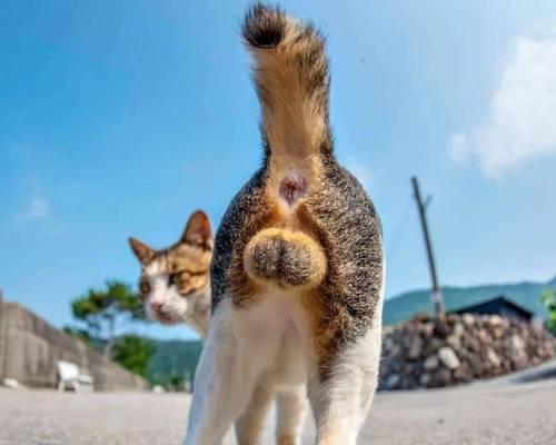 猫咪绝育后蛋蛋多久会扁平化，了解正常生理变化过程