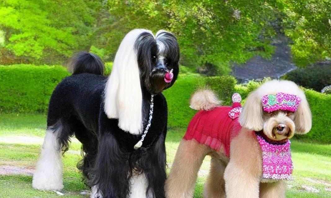 15个热门狗品种详细介绍：了解不同犬种特点与魅力