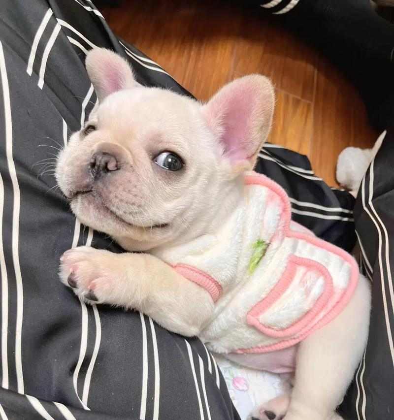 法国肉牛饲养五大禁忌及科学管理要点解析