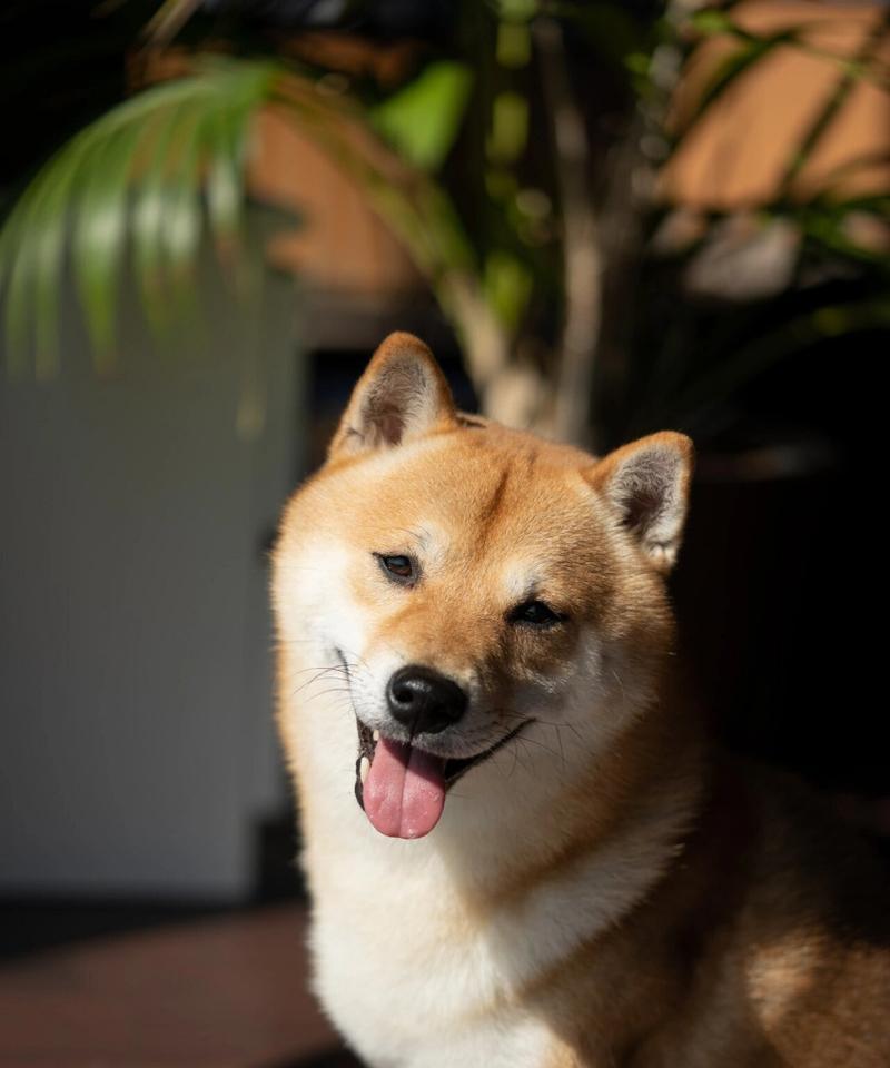 狗狗吐舌头的真正原因揭秘，了解宠物行为背后的科学真相