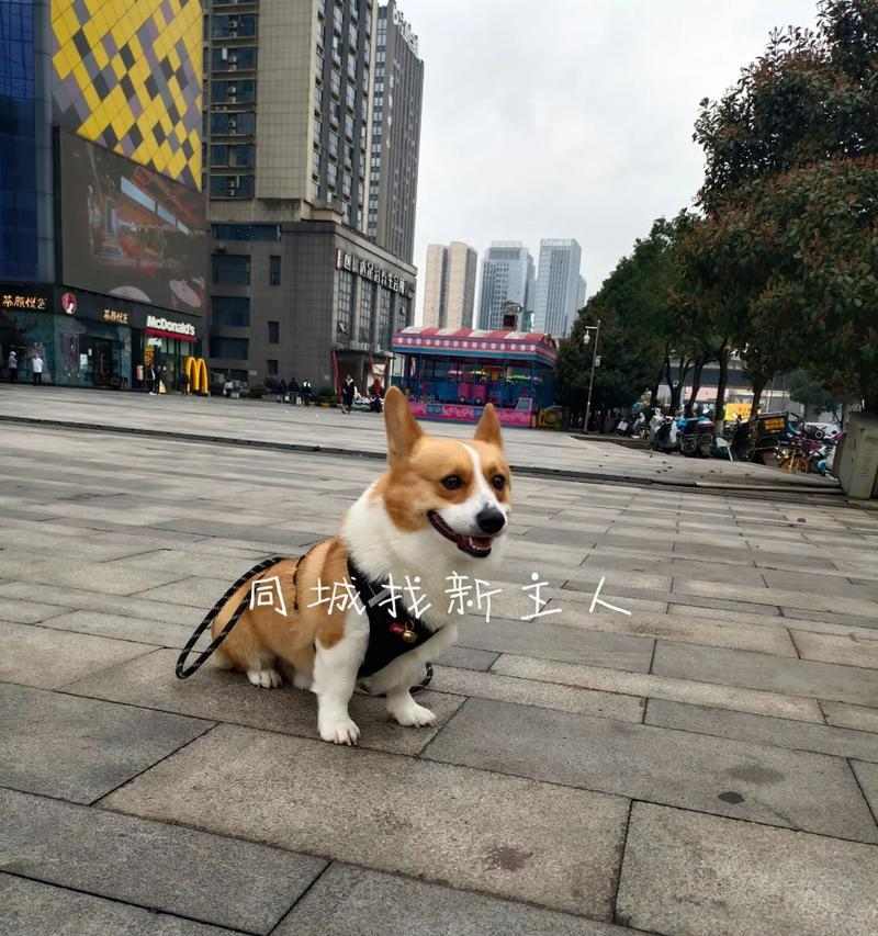 狗狗不同年龄段运动指南：幼犬老龄犬运动量及注意事项
