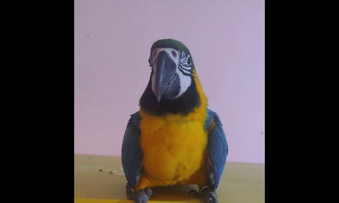 金刚鹦鹉羽毛颜色大全：从黄色到紫色的多彩世界