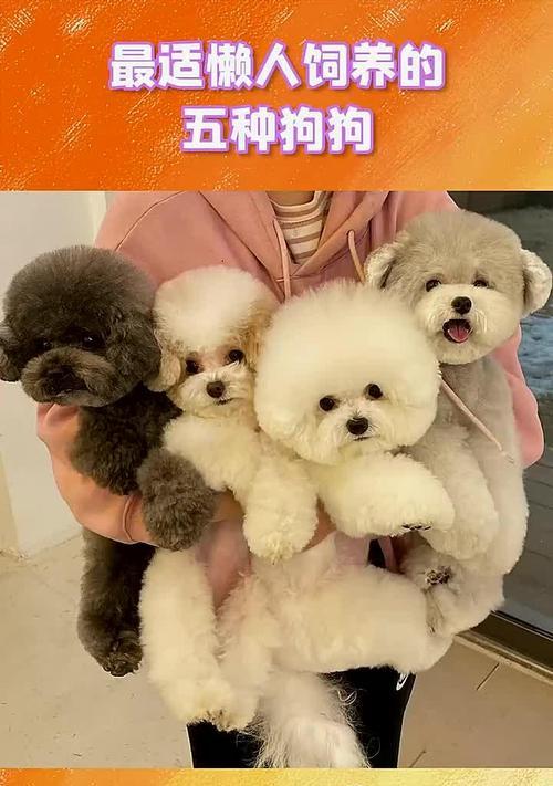 遛狗如何增进宠物与主人感情及运动健康指南