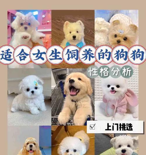博美犬为什么能俘获少女心？可爱外表与迷人个性解析