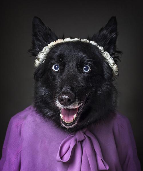 黑毛犬品种大全：从拉布拉多到巴尔干牧羊犬的养护指南