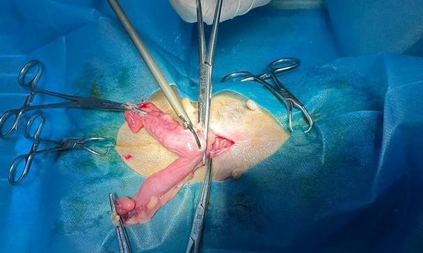 母犬绝育最佳时机选择及注意事项全解析