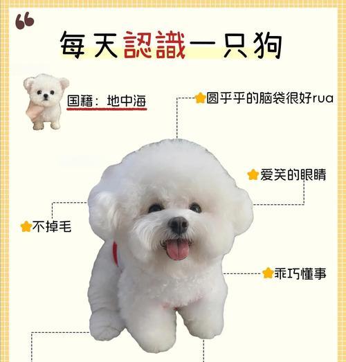 比熊感冒多久能好 影响康复时间的关键因素解析