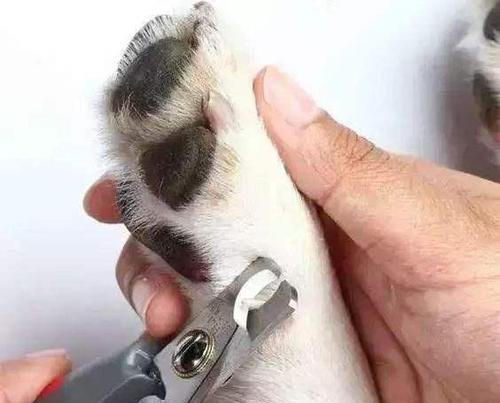 狗狗断血线最佳时机与术后护理全攻略