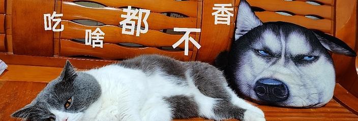 家中有客人猫咪拒食怎么办，15个有效解决方法帮你应对