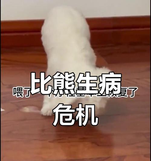 比熊犬常见疾病预防指南：14种健康问题及护理方法