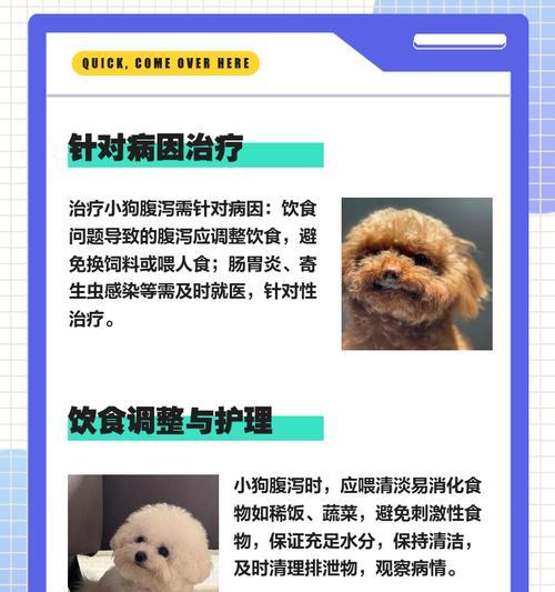 小狗拉肚子多久能好，快速恢复的护理方法