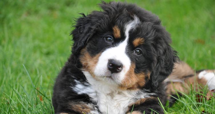 六种常见狗狗市场价格分析 柴犬哈士奇金毛等宠物犬真实价位指南