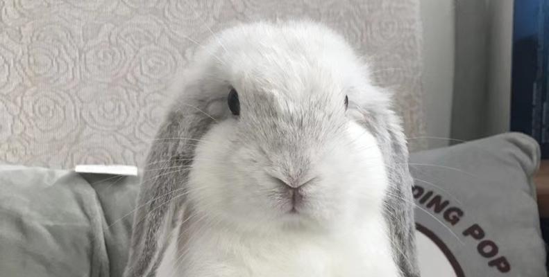 垂耳兔成长周期详解：从出生到成年的完整发育过程