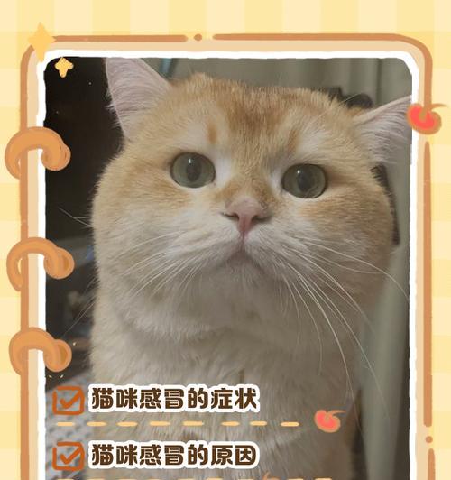 猫感冒流鼻涕打喷嚏怎么办？有效治疗与护理全攻略