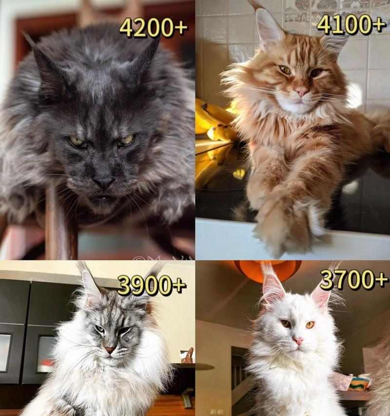 缅因猫成长发育全过程详解：从幼猫到成年期的养护指南