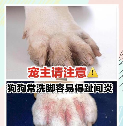 狗脚趾炎康复时间及治疗要点全解析