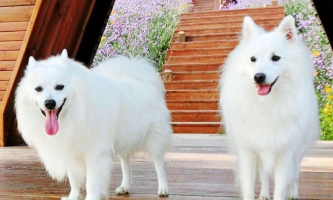 银狐犬价格多少及喂养训练全攻略