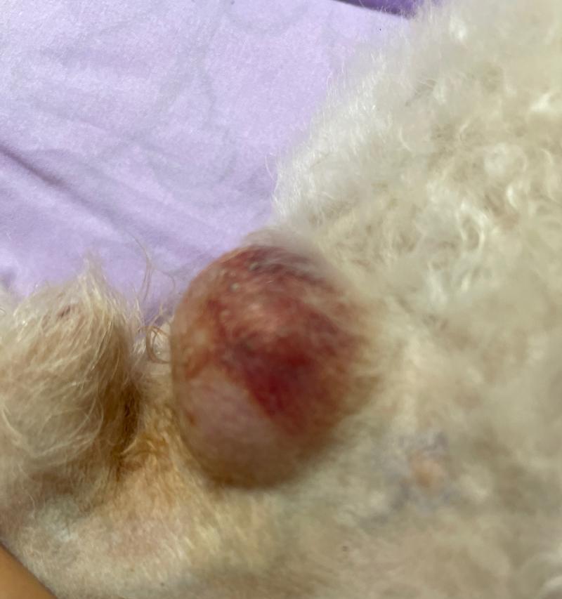 狗脐疝康复时间多久？治疗方法全解析