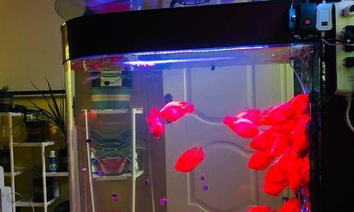 鹦鹉鱼缺氧死亡原因全解析，15大因素及预防方法详解