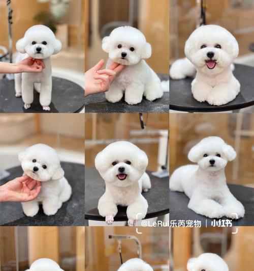 比熊犬美容全攻略：关键步骤与技巧详解