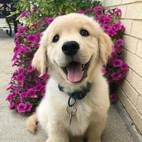 明星与金毛犬的温馨故事，忠诚陪伴背后的真挚情感