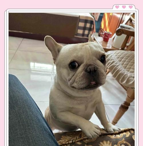 法斗配种15个重要注意事项，确保母犬幼犬健康安全