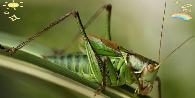 蝈蝈宠物能活多久及延长寿命的饲养方法
