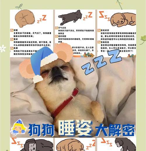 狗狗睡眠需求全解析：了解宠物睡眠规律提升健康水平